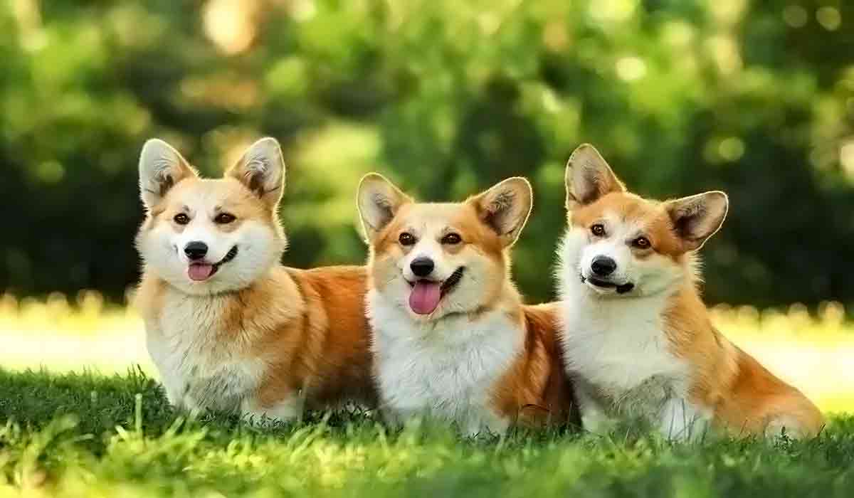 黑科技一键呼叫轰炸